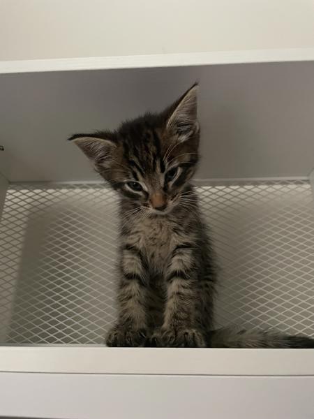 KittenKnives's Avatar