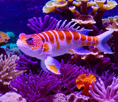 Arcpastel of a underwater colourful white and blue mandarinfish rainbow mandarin dragonet with orange stripes surrounded by purple coral and yellow coral and brown coral and red coral and sea anemones in deep blue water, vivid, colourful, dream, illusory, ephemeral, ethereal