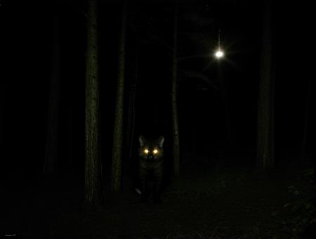 deathia, blurry, a photo of a monster in the totally black night,  in the dark, trees with faces, eyes in the dark, an scp anomalous object, hundreds of eyes, hyena, scary picture in color, cerberus, glowering judging eyes, tabaxi male, leering, horror, dimmed, lowkey,  <lora:deathia_yiu_v10:0.7>