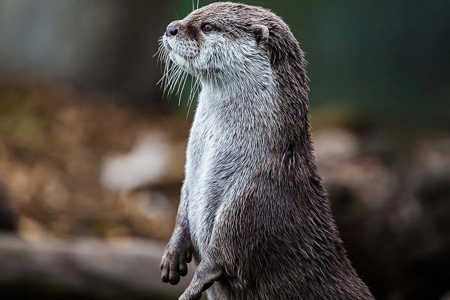 otter-7868090_1280-c-pixabay.webp