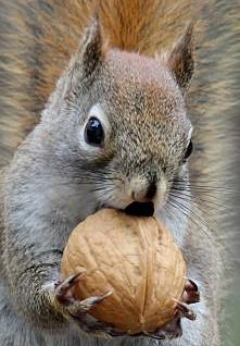 Nutler's Avatar