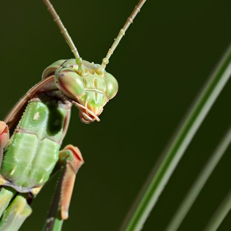 a mantis crawls on a blade of grass <lora:mantis-head:1.00>