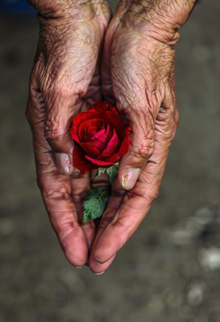Aged Hands Holding a Delicate Rose, Wrinkled, weathered hands gently cradling a single vibrant red rose. The deep texture of the skin contrasts with the soft, velvety petals. Fine details in the creases, veins, and fingernails, lit with soft natural light. The rose stands out against a muted, blurred background, evoking themes of time and beauty.