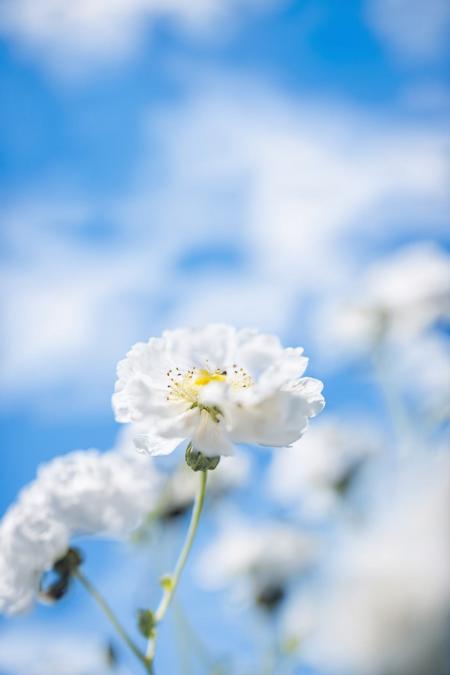 sky, blurry, blue sky, flower, day, depth of field<lora:nature sdxl:0.8>
