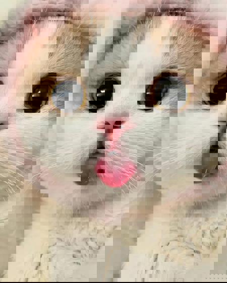 LuxxQueeni's Avatar