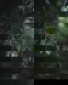 wildphilip