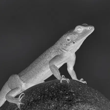 Thermal Night Vision style XL + F1D