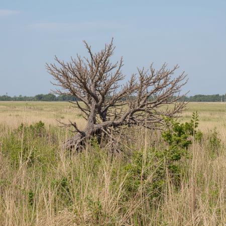 Amateur Nature Photography (Flux Dev) V1