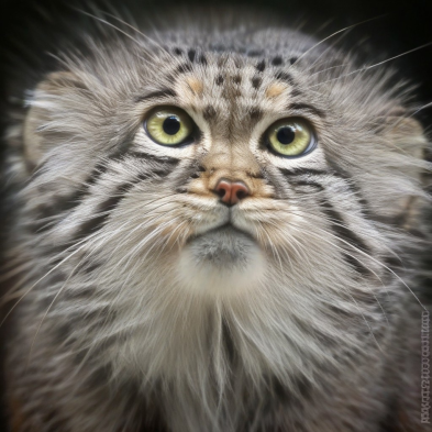 Manul v1.0