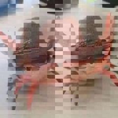 I_AM_AN_ARTHROPOD's Avatar