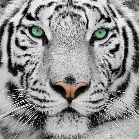 tvange365's Avatar