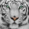 tvange365's Avatar