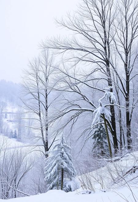 Winter landscape