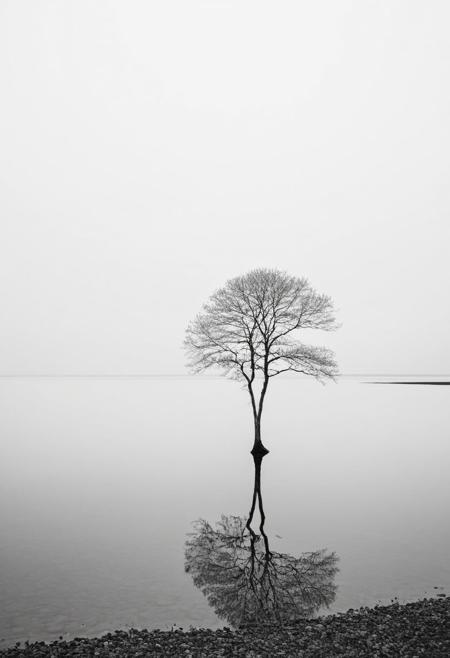 Explore the beauty of nature in its purest form with this minimalist black and white photography prompt. Seek out scenes or subjects that embody simplicity and tranquility, such as a single flower, a lone tree against the sky, or a tranquil body of water. Place a subject within the frame, allowing it to stand out against the monochromatic backdrop. Pay attention to light and shadow to create depth and texture within the frame, inviting viewers to connect with the timeless beauty of the environment.