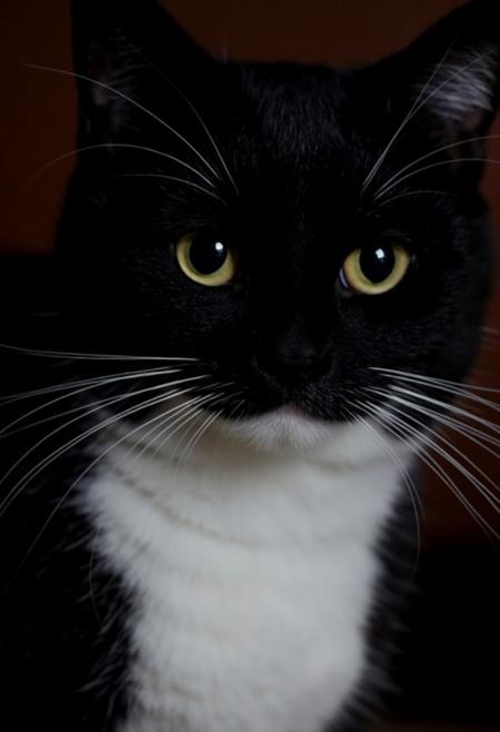 black cat Maxwell the Cat