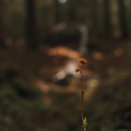 Kate_soft_organic V1