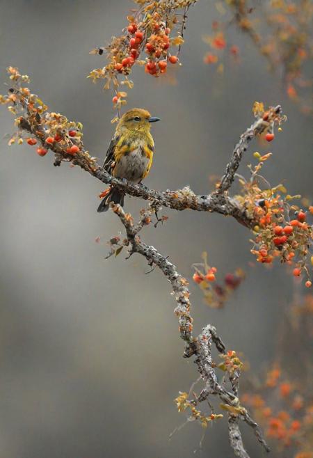Masterpiece, (wildlife photography by Yongqing Bao and Marsel van Oosten), PARADISE TANAGER sitting on a branch, an aesthetic scenery, vibrant bokeh, award winning photography, extreme sharpness  <lora:MJ52:0.5>
