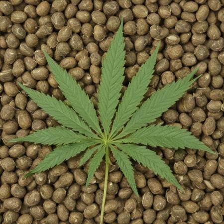 marijuana seeds
