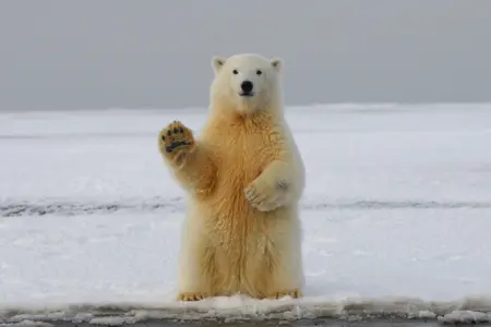 OddiTheIcebear's Avatar