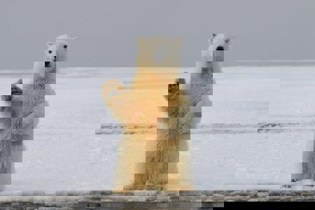 OddiTheIcebear's Avatar