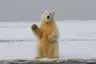 OddiTheIcebear's Avatar