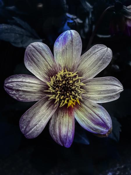 dustydahlia's Avatar