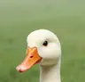 Varevai's Avatar