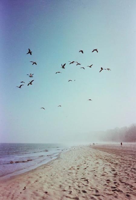 soaked_mundwasser, instagramphoto, a foggy beach somewhere in europe with some birds in the sky, soft shadows, filmgrain