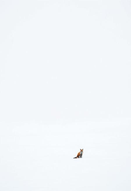 Experience the tranquil elegance of "Crimson Sentinel," a minimalistic black and white photograph with a touch of red by Michael Kenna. This image, taken with a telephoto lens, captures a red fox poised in the middle of an endless snowy plain, with a perfectly aligned horizon. The fox’s vivid red fur contrasts dramatically against the stark, white background, drawing the viewer’s eye to its distant figure. The minimalist composition, focusing on the interplay of light and shadow, captures the essence of the fox’s quiet vigilance in the serene winter landscape.