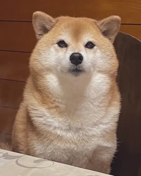 YoYoMoMoRaspberry's Avatar