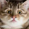 Lunakrita's Avatar
