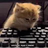 DiamondFox666's Avatar