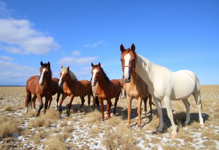 It turns out they are all horses