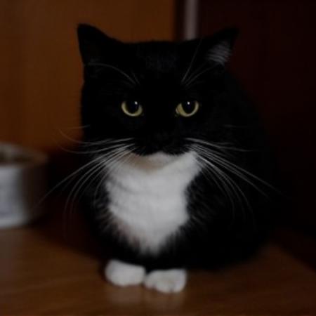 black cat Maxwell the Cat