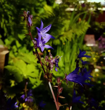 Ultra fast real photo upscaler x4