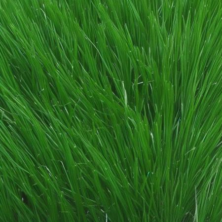 <lyco:grass_texture_Sa_May:1.0> grass texture dark green