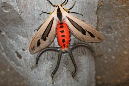 EdobCreatonotosGangis moth