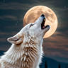 albus_lupus