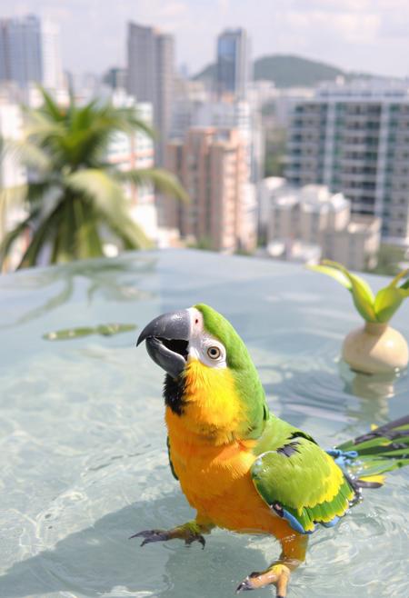 Happy parrot, playing in water,  drinking, thristy, daylight  penthouse, tropical city,
