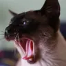 andery_lee's Avatar