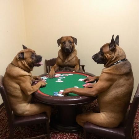 dogs playing poker, vhslora