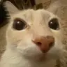 Justafapper's Avatar