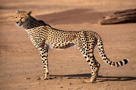 EdobCheetah cheetah laying cheetah standing cheetah walking cheetah running
