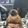 Shitass1337's Avatar