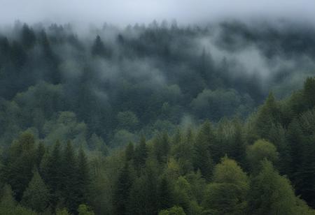 masterpiece, photorealistic, pacific northwest, rainforest, misty, hills, dense trees, blue sky, wispy clouds, serene, peaceful, uninhabited