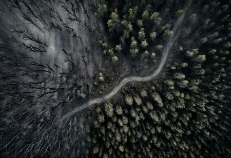 RPG Tile, RPG Battlemap, top down view, birds eye view, overhead view of a haunted forest, old twisted black trees, eerie, dust road, ground fog, dim light, realistic, clear picture, UHD, 8K, photorealistic, high detail