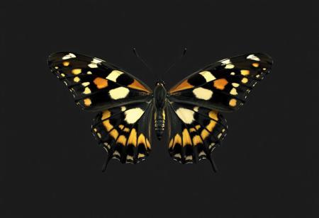 "Describe the image of a Queen Butterfly Danaus in detail, focusing on its coloration, body segmentation, and the artistic quality of the rendering. Highlight the contrast between its black body, yellow/brown spots, and white thorax markings. Note the dark gray background and the insect's central, unobstructed position. Incorporate technical terms like 4K resolution, Octane Render, and Unreal Engine 5, as well as artistic styles (Raphael, Houdini). Ensure the description reflects the butterfly's lifelike details, dynamic pose, and the image's alignment with CGSociety and Artstation trends. Structure the response as a paragraph with bullet points for clarity, keeping it concise."