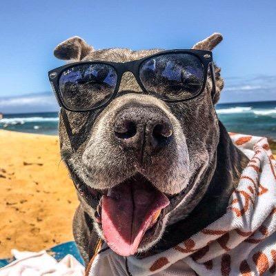 ForevPets's Avatar