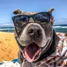 ForevPets's Avatar
