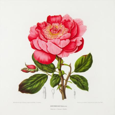 Botanical_Illustration_SD35_BVH_v2 v2.0